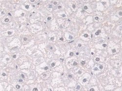 Invitrogen FKBP4 Polyclonal Antibody 20 &mu;L; Unconjugated:Antibodies,