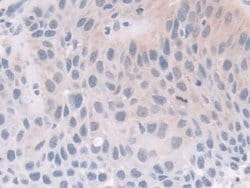 Invitrogen FKBP4 Polyclonal Antibody 20 &mu;L; Unconjugated:Antibodies,