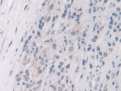 Invitrogen FKBP4 Polyclonal Antibody 20 &mu;L; Unconjugated:Antibodies,