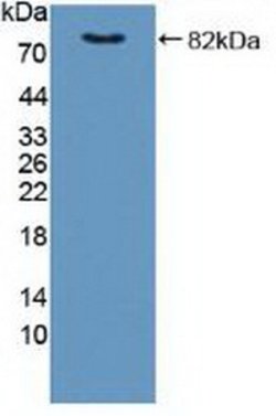 Invitrogen FKBP4 Polyclonal Antibody 20 &mu;L; Unconjugated:Antibodies,