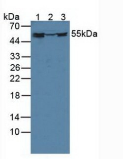 Invitrogen FKBP4 Polyclonal Antibody 20 &mu;L; Unconjugated:Antibodies,