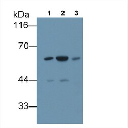 Invitrogen FKBP5 Polyclonal Antibody 20 &mu;L; Unconjugated:Antibodies,