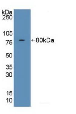 Invitrogen FKBP5 Polyclonal Antibody 200 &mu;L; Unconjugated:Antibodies,