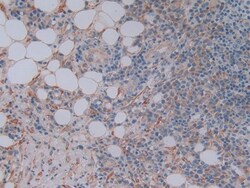 Invitrogen FKBP7 Polyclonal Antibody:Antibodies:Primary Antibodies