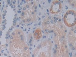 Invitrogen FKBP7 Polyclonal Antibody:Antibodies:Primary Antibodies