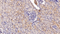 Invitrogen FKBP7 Polyclonal Antibody:Antibodies:Primary Antibodies