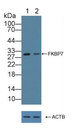 Invitrogen FKBP7 Polyclonal Antibody:Antibodies:Primary Antibodies