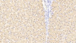 Invitrogen FKBPL Polyclonal Antibody:Antibodies:Primary Antibodies