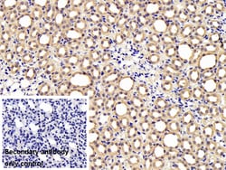 Invitrogen FKBPL Polyclonal Antibody:Antibodies:Primary Antibodies
