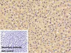 Invitrogen FKBPL Polyclonal Antibody:Antibodies:Primary Antibodies