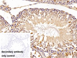 Invitrogen FKBPL Polyclonal Antibody:Antibodies:Primary Antibodies