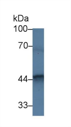 Invitrogen FKBPL Polyclonal Antibody:Antibodies:Primary Antibodies