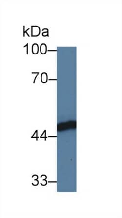 Invitrogen FKBPL Polyclonal Antibody:Antibodies:Primary Antibodies