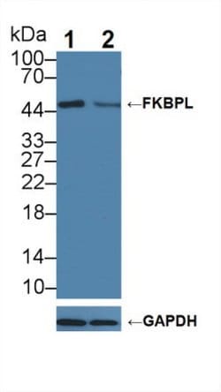 Invitrogen FKBPL Polyclonal Antibody:Antibodies:Primary Antibodies