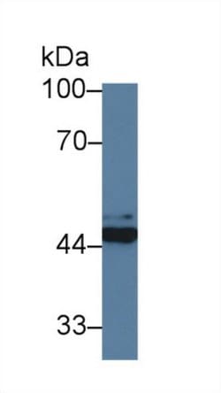 Invitrogen FKBPL Polyclonal Antibody:Antibodies:Primary Antibodies