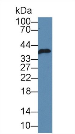 Invitrogen FKBPL Polyclonal Antibody 20 &mu;L; Unconjugated:Antibodies,