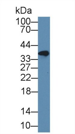 Invitrogen FKBPL Polyclonal Antibody 20 &mu;L; Unconjugated:Antibodies,