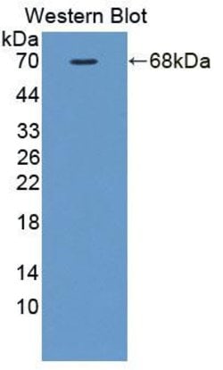Invitrogen FKBPL Polyclonal Antibody 20 &mu;L; Unconjugated:Antibodies,