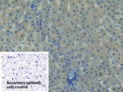 Invitrogen FAK Polyclonal Antibody 20 &mu;L; Unconjugated:Antibodies, Polyclonal