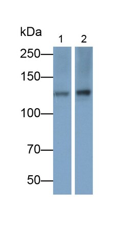 Invitrogen FAK Polyclonal Antibody 20 &mu;L; Unconjugated:Antibodies, Polyclonal