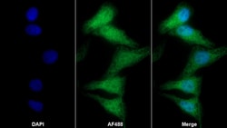 Invitrogen FOLR1 Polyclonal Antibody 20 &mu;L | Buy Online | Invitrogen&trade; | Fisher Scientific