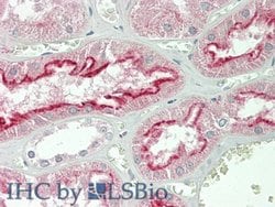Invitrogen FOLR1 Polyclonal Antibody 200 &mu;L; Unconjugated:Antibodies,