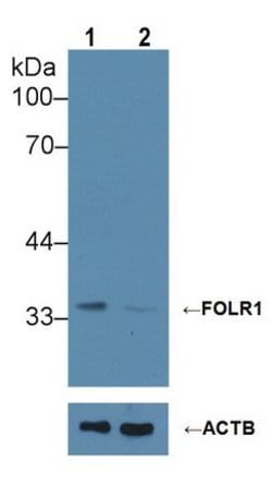 Invitrogen FOLR1 Polyclonal Antibody 200 &mu;L; Unconjugated:Antibodies,