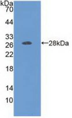 Invitrogen FOLR1 Polyclonal Antibody 200 &mu;L; Unconjugated:Antibodies,