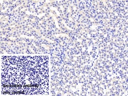 Invitrogen FSTL3 Polyclonal Antibody 200 &mu;L; Unconjugated:Antibodies,