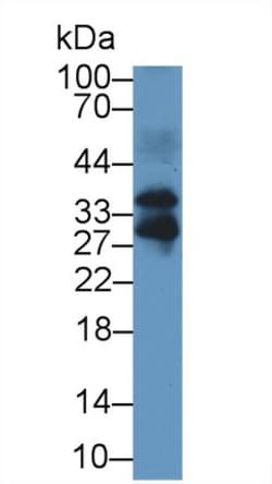 Invitrogen FSTL3 Polyclonal Antibody 200 &mu;L; Unconjugated:Antibodies,