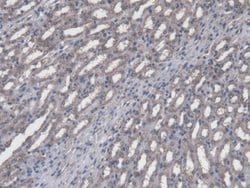 Invitrogen FPGT Polyclonal Antibody 20 &mu;L; Unconjugated:Antibodies,