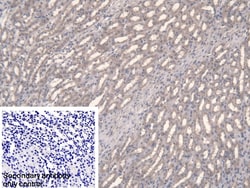 Invitrogen FPGT Polyclonal Antibody 20 &mu;L; Unconjugated:Antibodies,