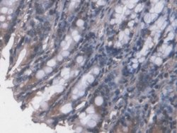 Invitrogen FPGT Polyclonal Antibody 20 &mu;L; Unconjugated:Antibodies,