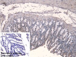 Invitrogen FPGT Polyclonal Antibody 20 &mu;L; Unconjugated:Antibodies,