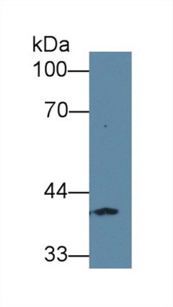 Invitrogen FPGT Polyclonal Antibody 20 &mu;L; Unconjugated:Antibodies,