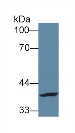 Invitrogen FPGT Polyclonal Antibody 20 &mu;L; Unconjugated:Antibodies,