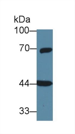 Invitrogen GNA11 Polyclonal Antibody 200 &mu;L; Unconjugated:Antibodies,