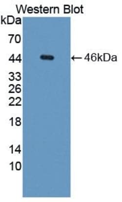 Invitrogen GNA11 Polyclonal Antibody 200 &mu;L; Unconjugated:Antibodies,