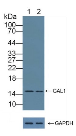 Invitrogen Galectin 1 Polyclonal Antibody 200 &mu;L; Unconjugated:Antibodies,