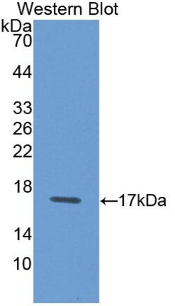 Invitrogen Galectin 1 Polyclonal Antibody 20 &mu;L; Unconjugated:Antibodies,