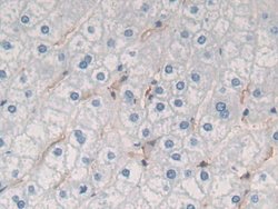 Invitrogen GKN1 Polyclonal Antibody 200 &mu;L; Unconjugated:Antibodies,