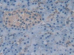 Invitrogen GKN1 Polyclonal Antibody 200 &mu;L; Unconjugated:Antibodies,