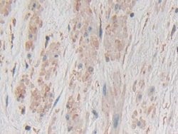 Invitrogen GKN1 Polyclonal Antibody 200 &mu;L; Unconjugated:Antibodies,