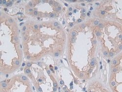 Invitrogen GKN1 Polyclonal Antibody 200 &mu;L; Unconjugated:Antibodies,