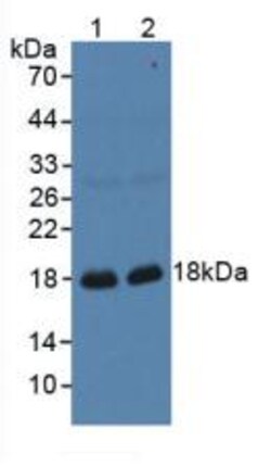Invitrogen GKN1 Polyclonal Antibody 200 &mu;L; Unconjugated:Antibodies,