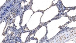 Invitrogen Gastrokine 2 Polyclonal Antibody 200 &mu;L; Unconjugated:Antibodies,