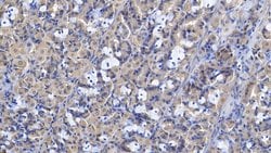 Invitrogen Gastrokine 2 Polyclonal Antibody 200 &mu;L; Unconjugated:Antibodies,