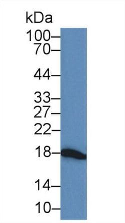Invitrogen Gastrokine 2 Polyclonal Antibody 200 &mu;L; Unconjugated:Antibodies,