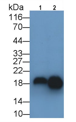 Invitrogen Gastrokine 2 Polyclonal Antibody 200 &mu;L; Unconjugated:Antibodies,