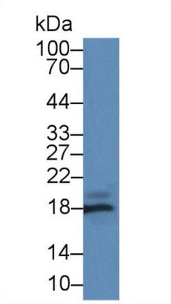 Invitrogen Gastrokine 2 Polyclonal Antibody 200 &mu;L; Unconjugated:Antibodies,